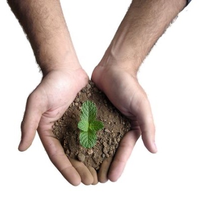 Plant in hands